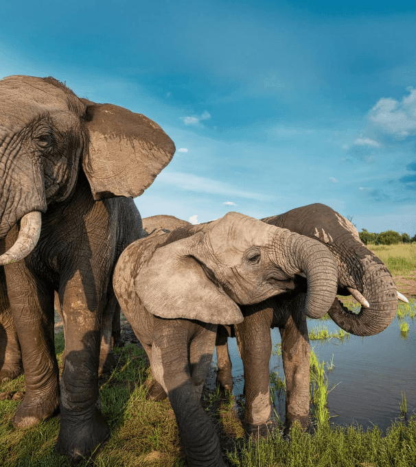 Adventures with Elephants in the Waterberg